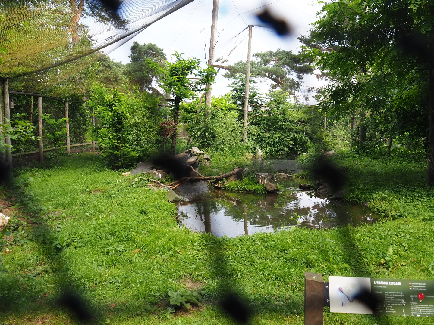 Mixed African aviary, 2022-06-12