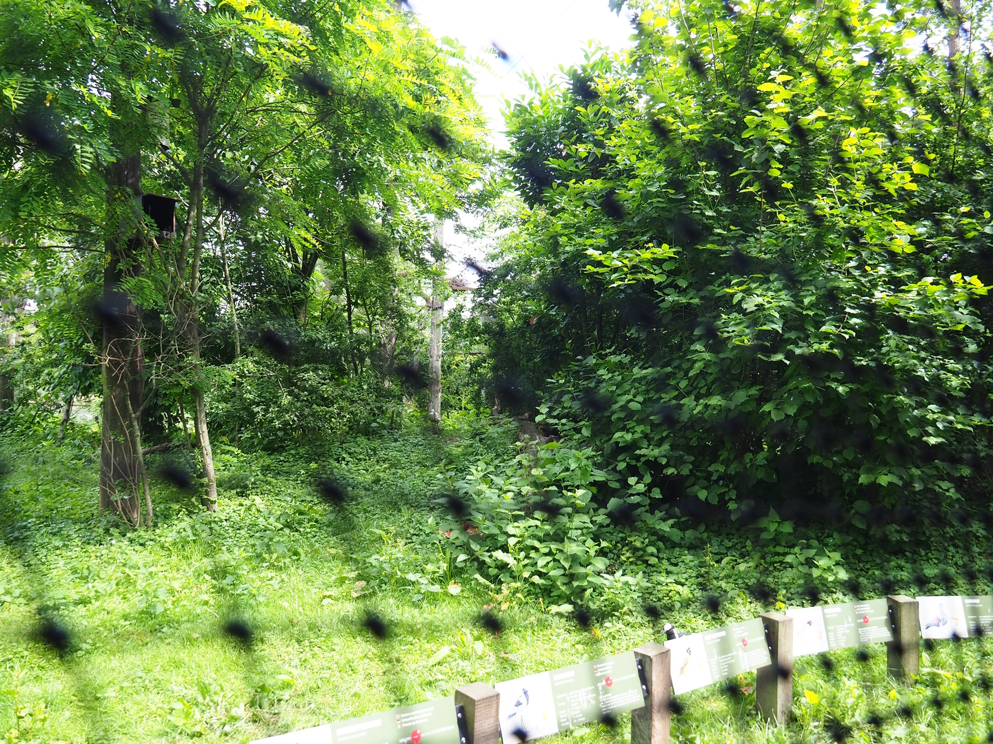 Mixed African aviary, 2022-06-12