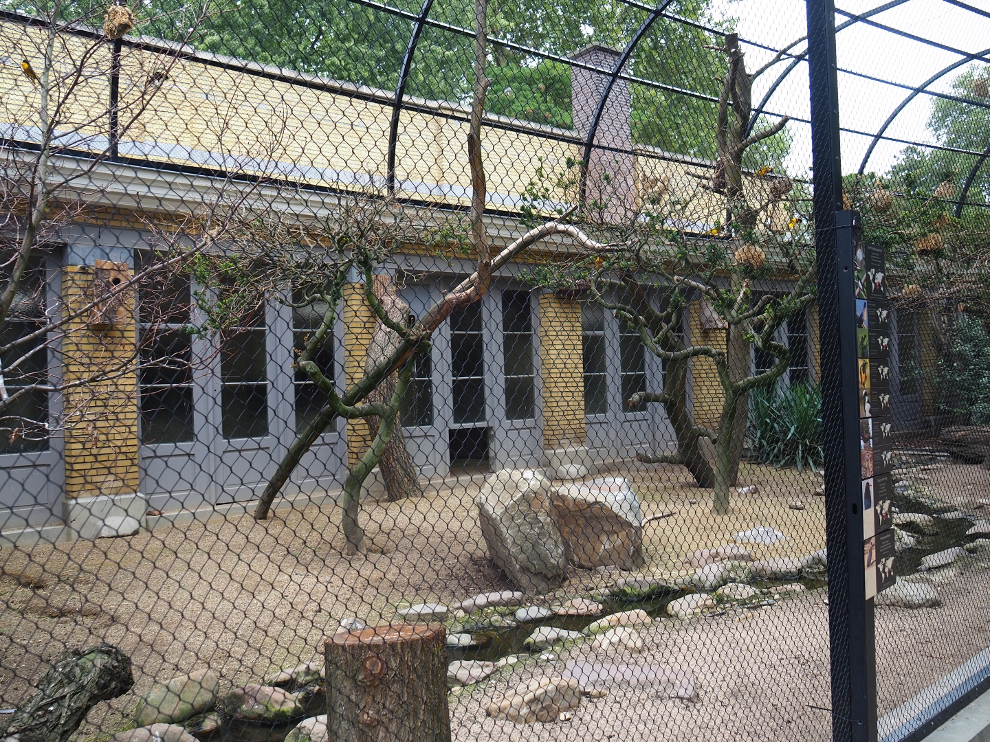 Mixed African aviary