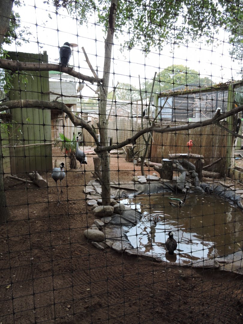 Mixed African Aviary