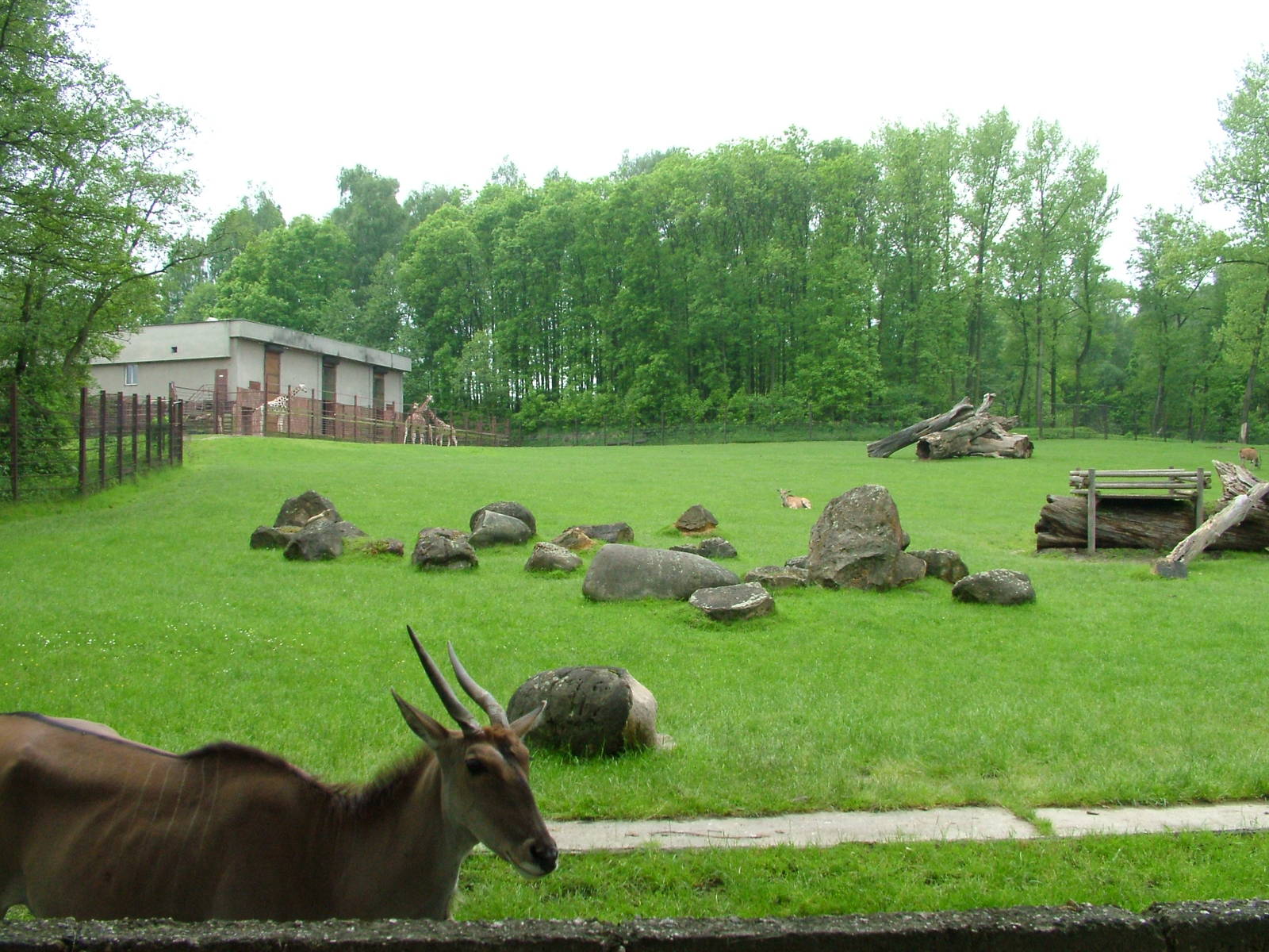 Mixed African exhibit at Ostrava, 29/05/10