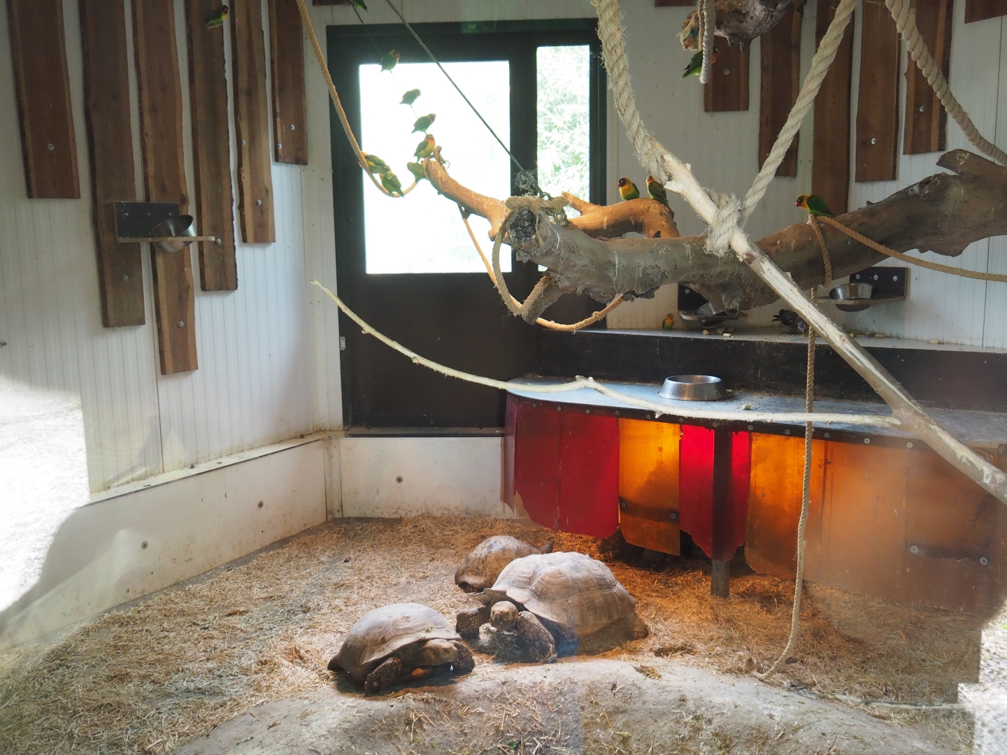 Mixed African exhibit indoor housing, 2019-04-06