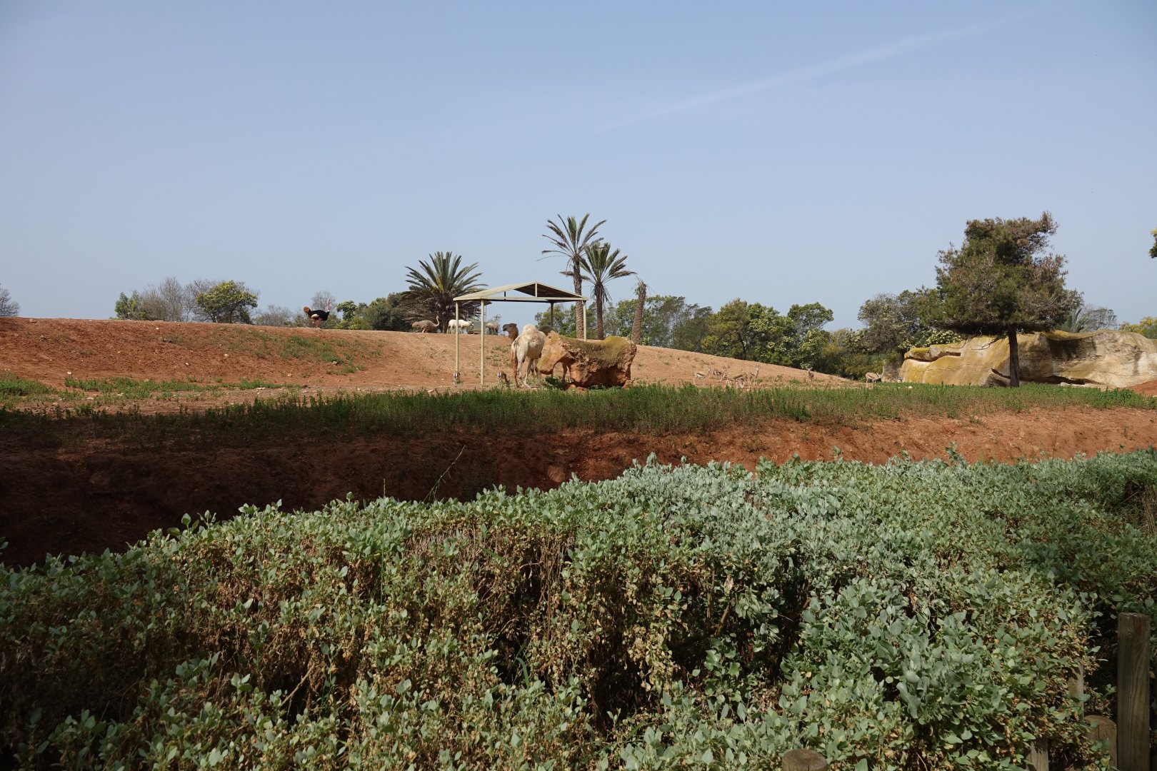 Mixed African Hoofstock Enclosure