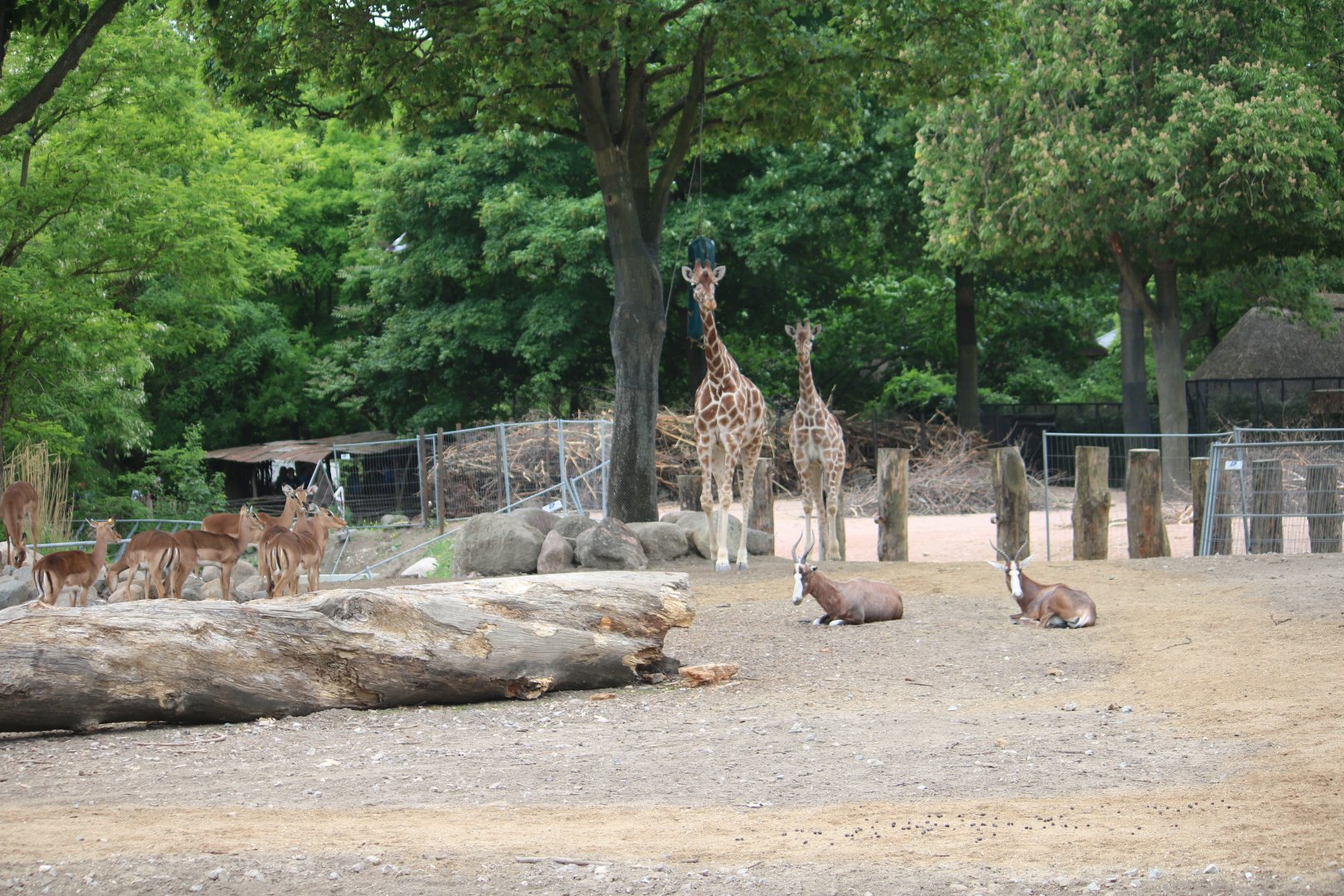 Mixed African hoofstock