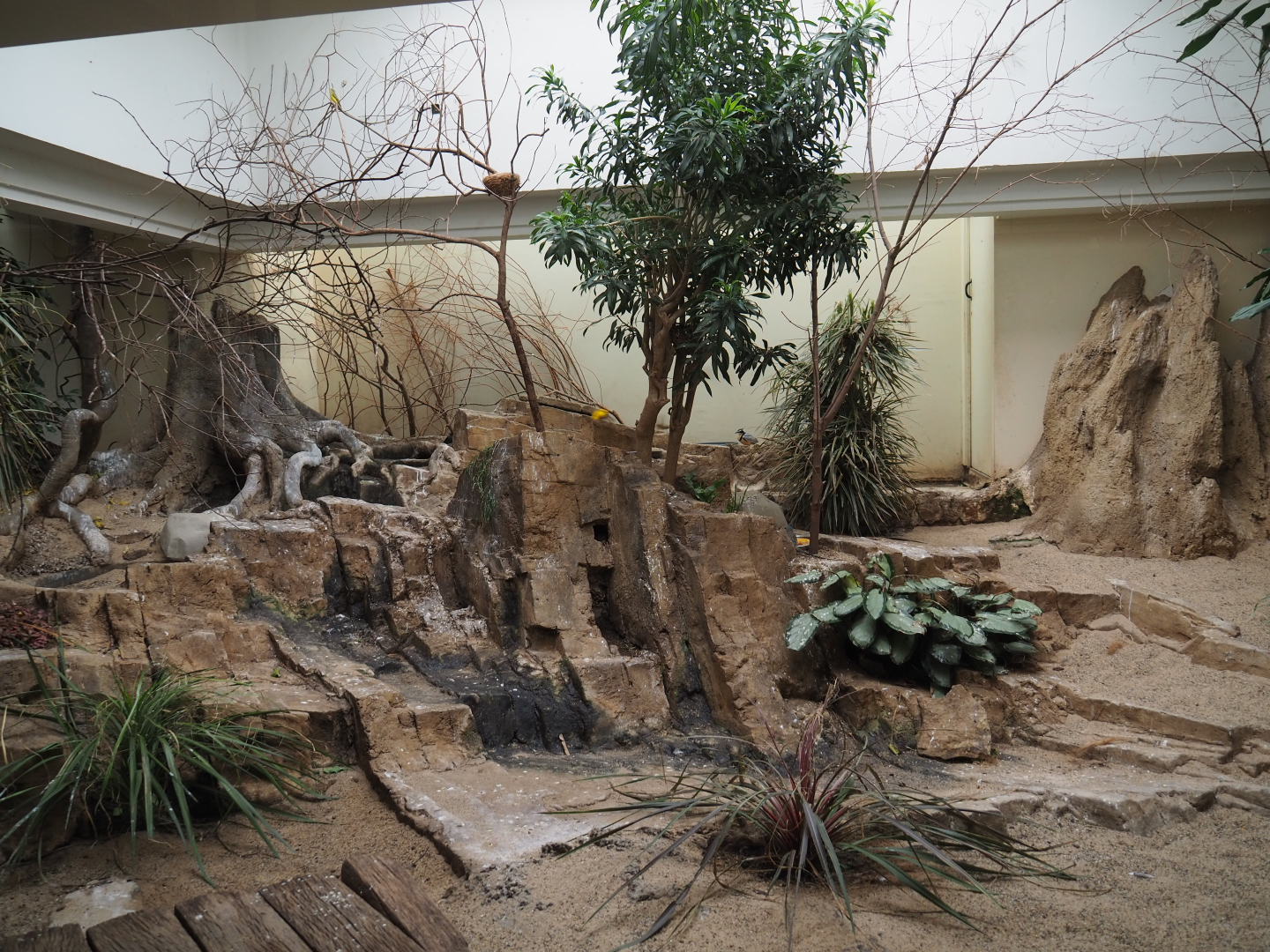 Mixed African indoor aviary, 2020-09-20