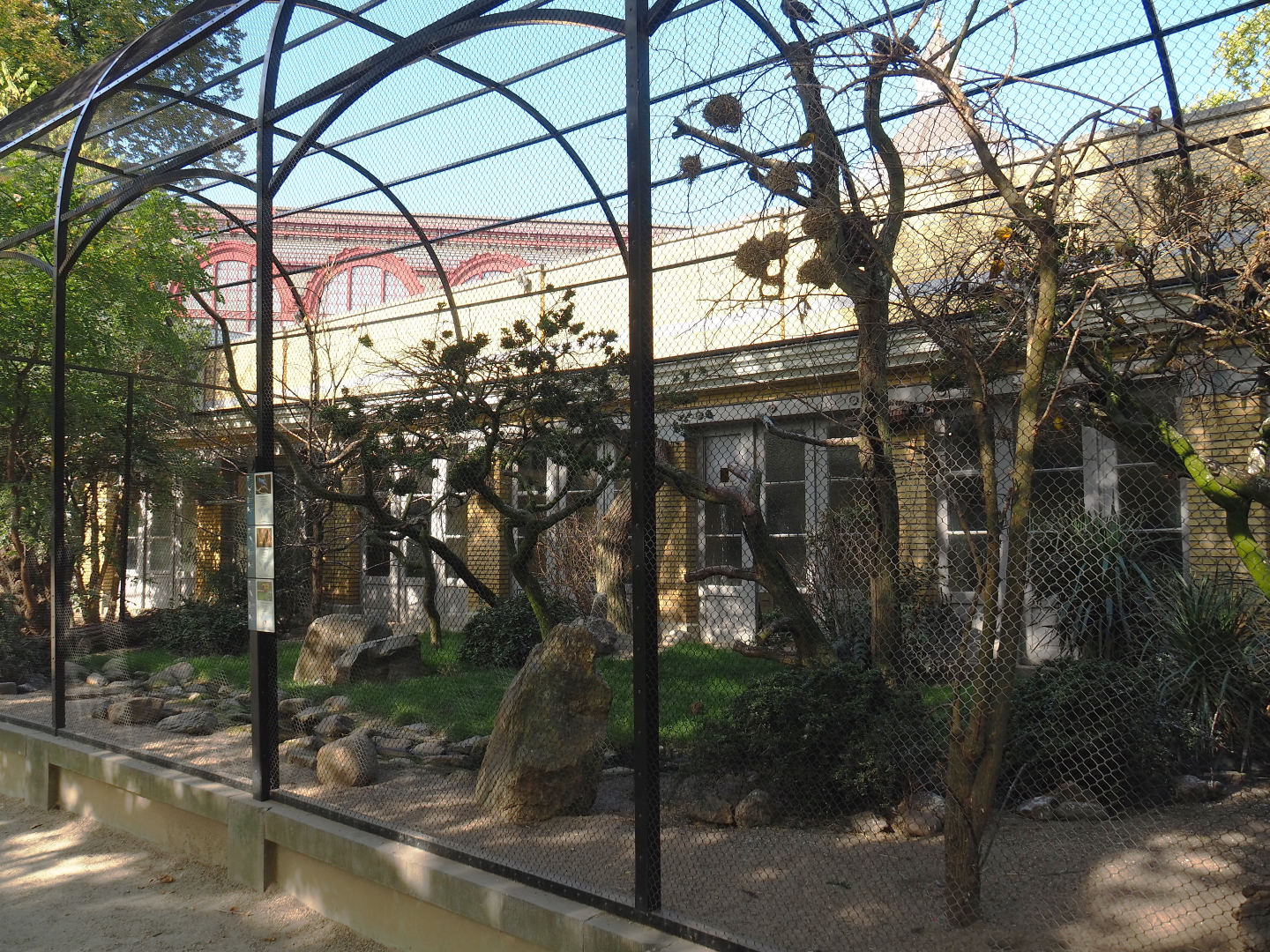 Mixed African outdoor aviary, 2020-09-20