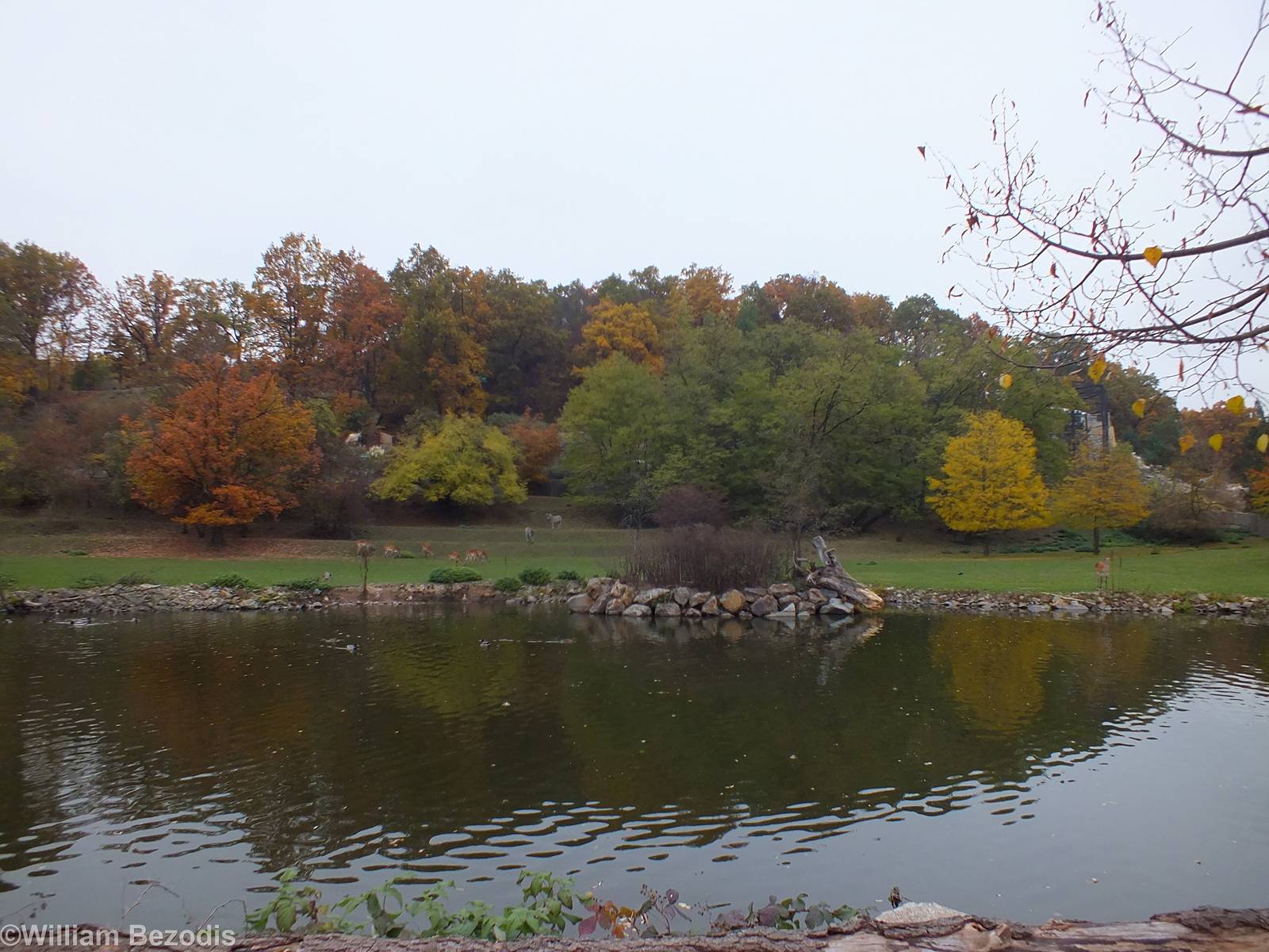 Mixed African Paddock
