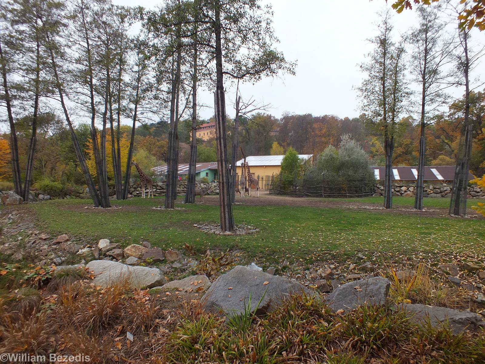 Mixed African Paddock