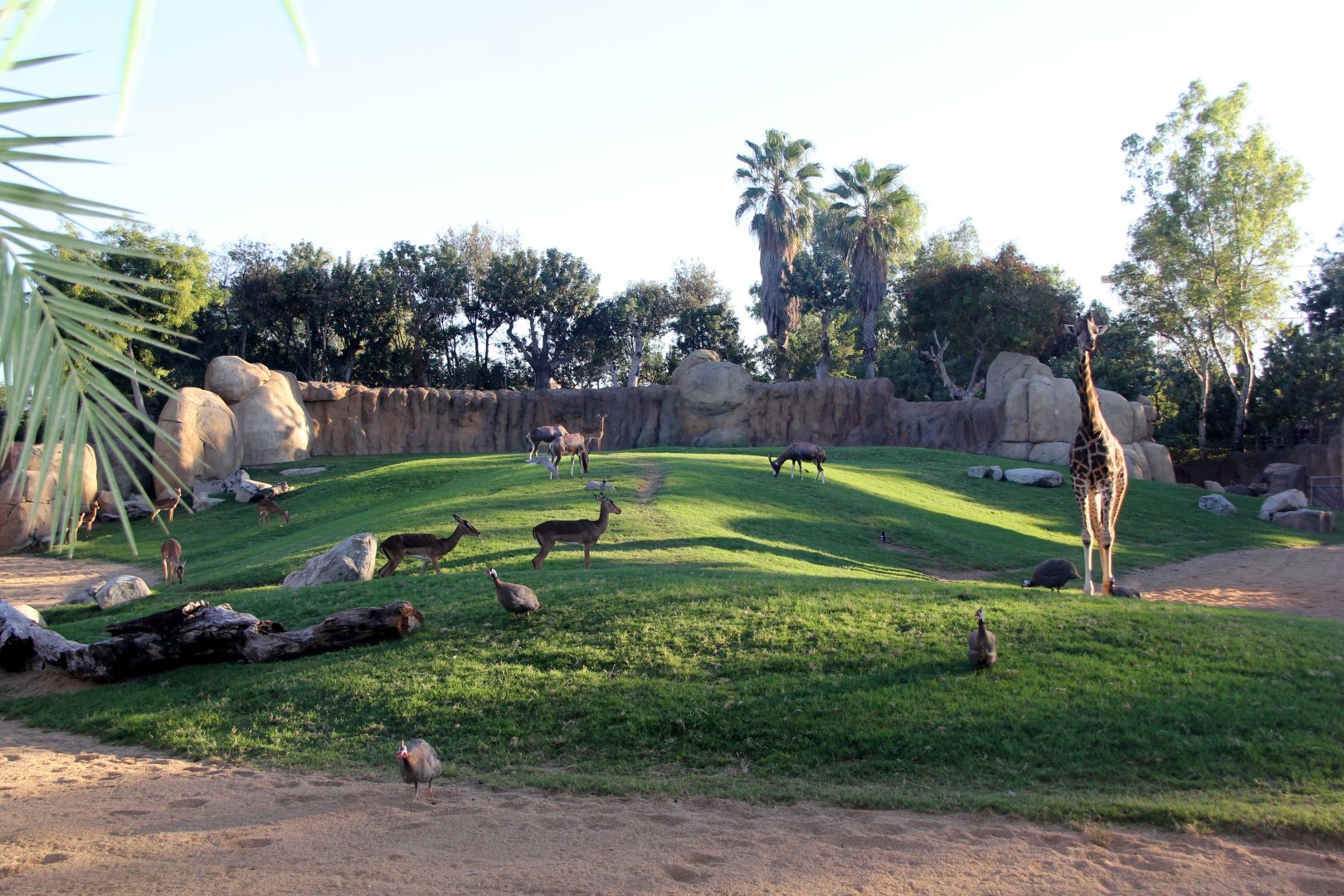 Mixed African plains exhibit