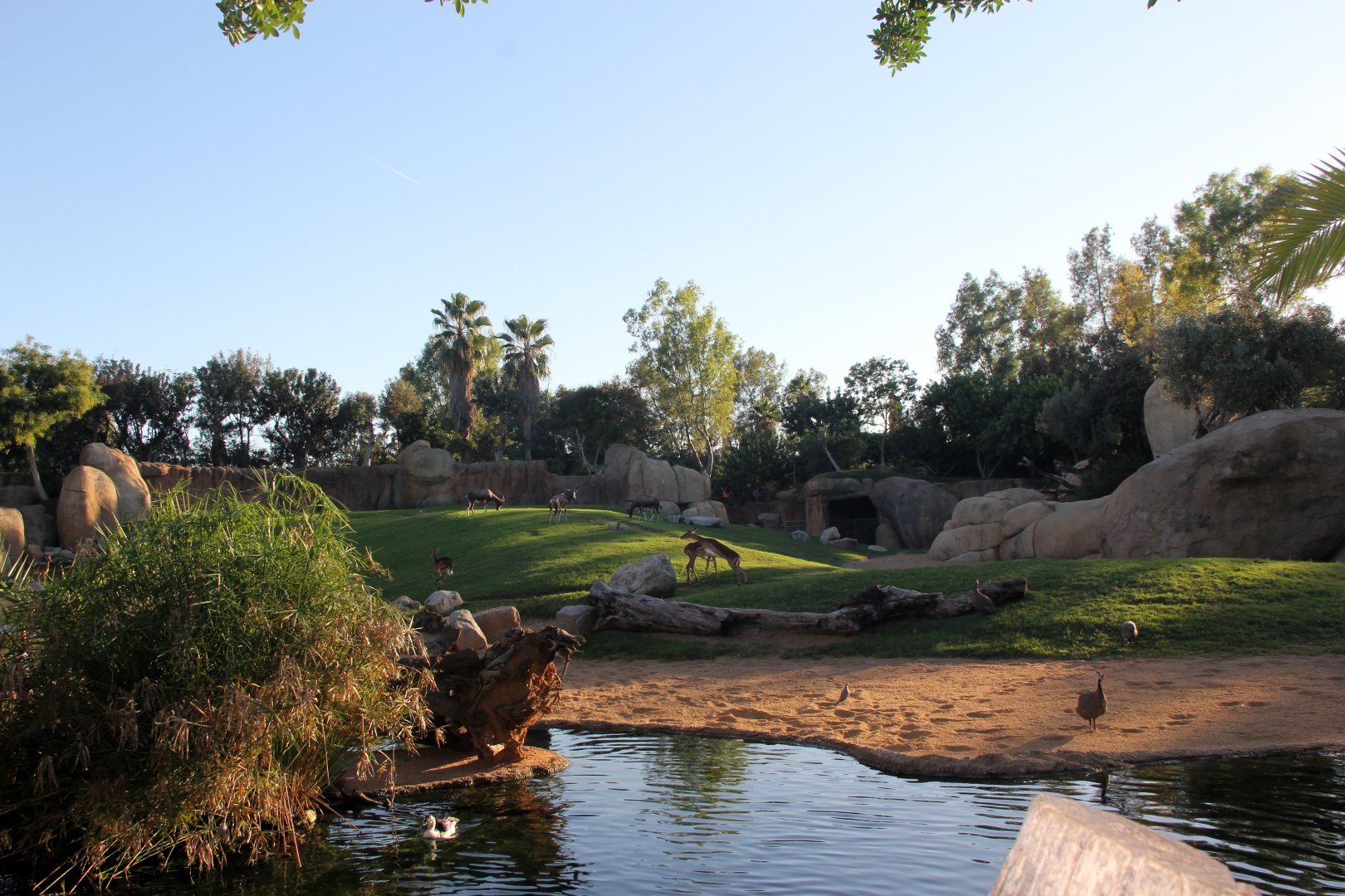 Mixed African plains exhibit