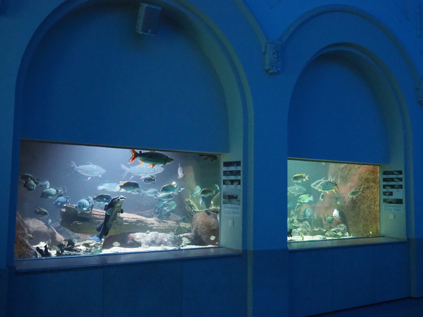 Mixed African rivers tank, 2021-06-12