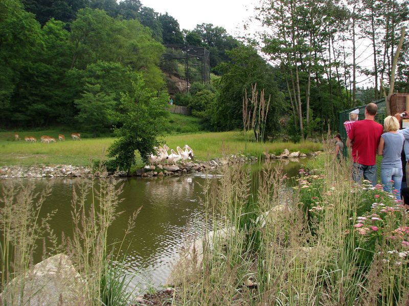 Mixed African savanah