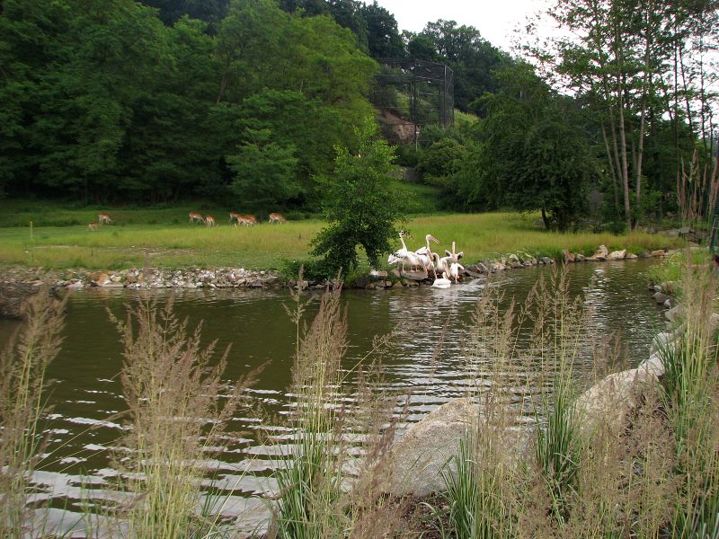 Mixed African savanah