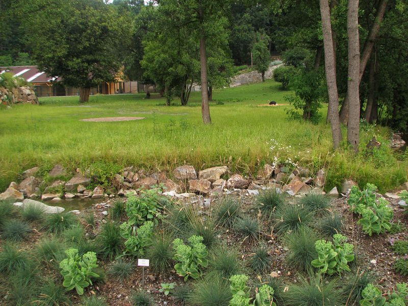 Mixed African savanah