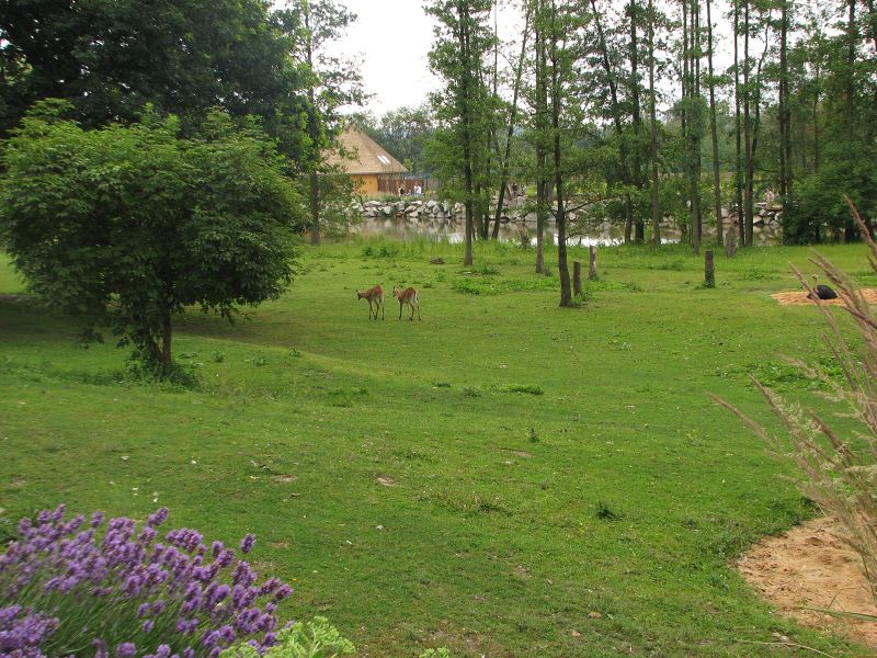 Mixed African savanah