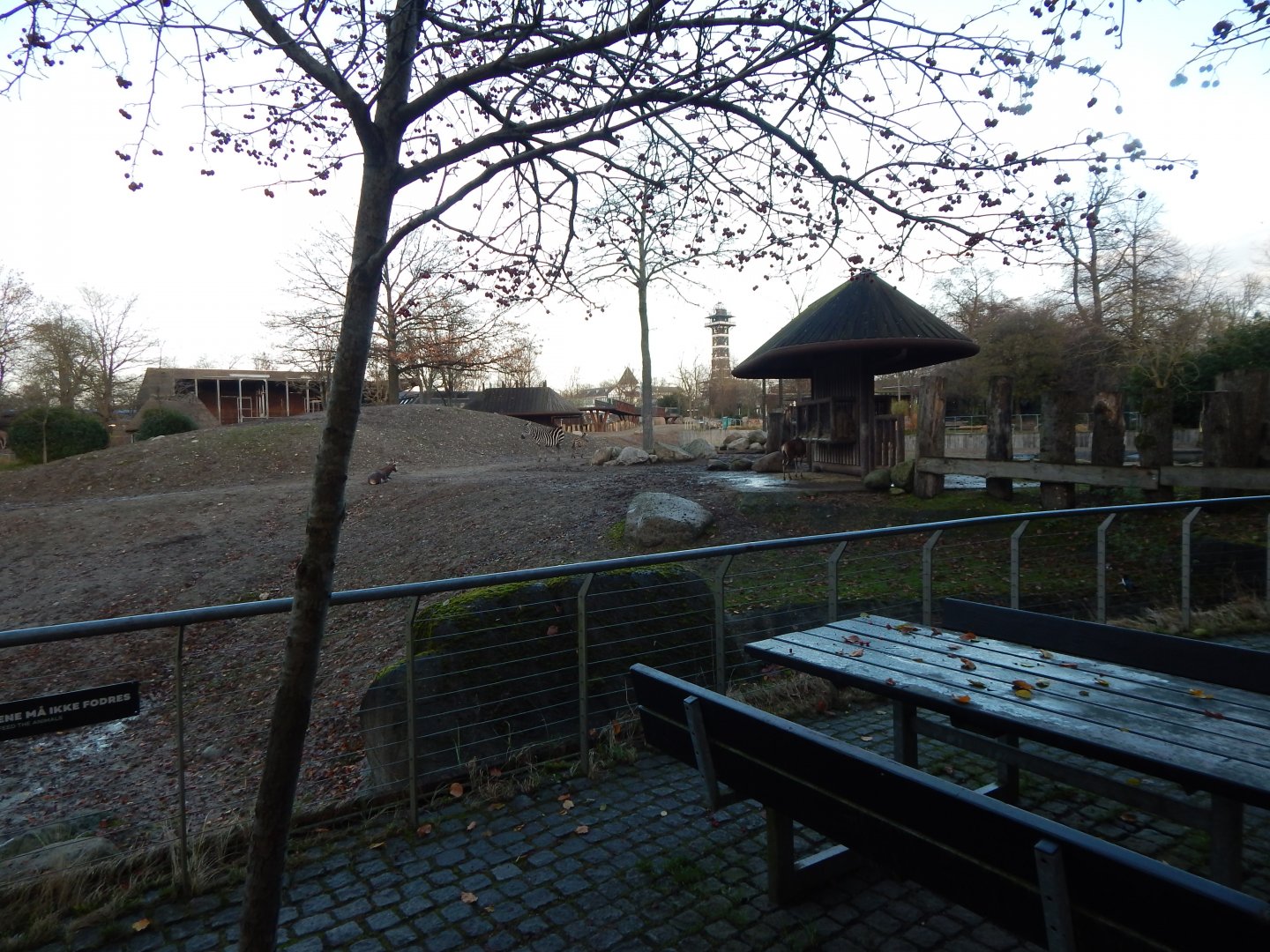 Mixed African Savannah exhibit 261124