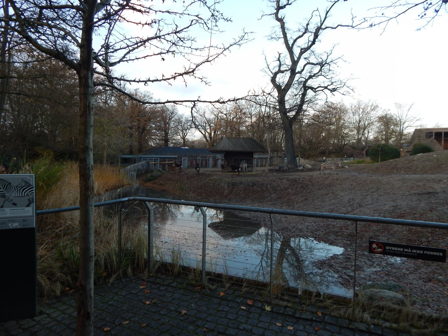 Mixed African Savannah exhibit 261124