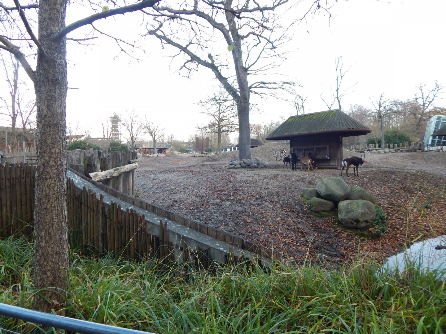 Mixed African Savannah exhibit 261124