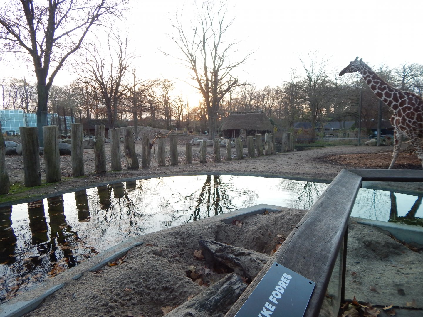 Mixed African Savannah exhibit 261124