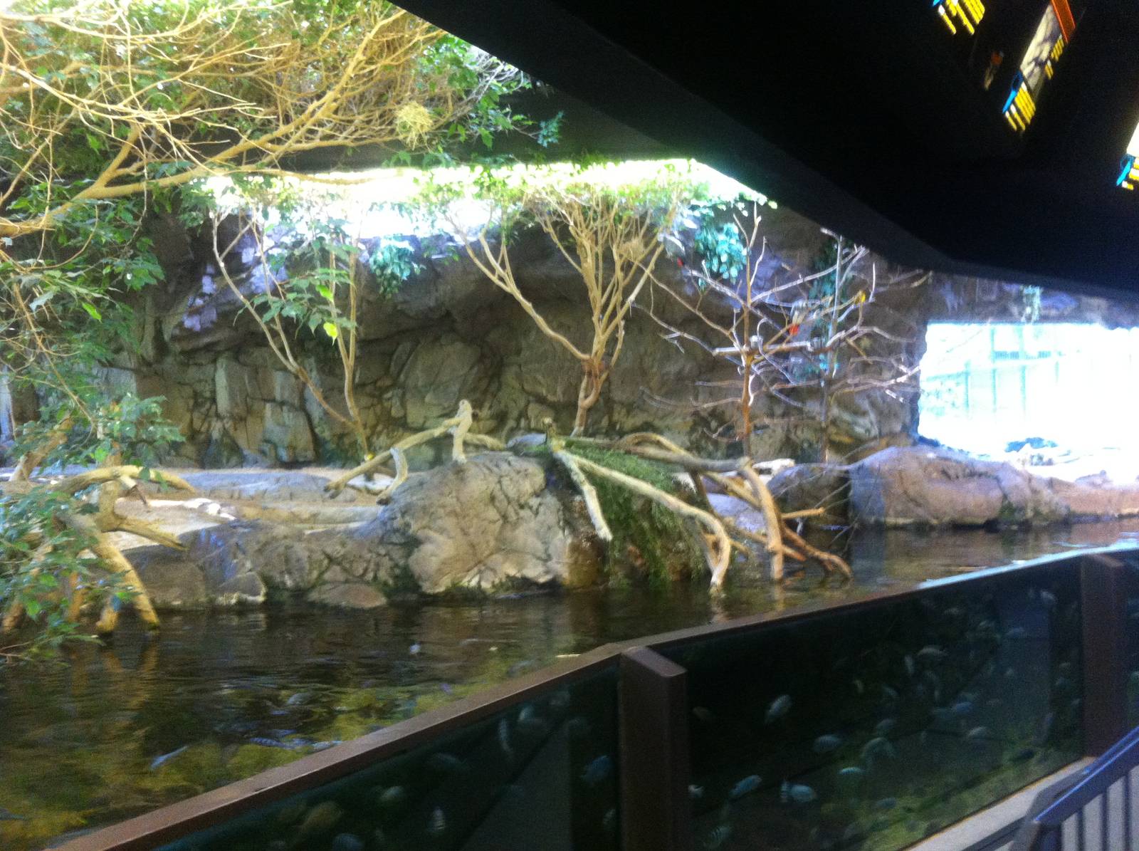 Mixed African species exhibit at Caldwell