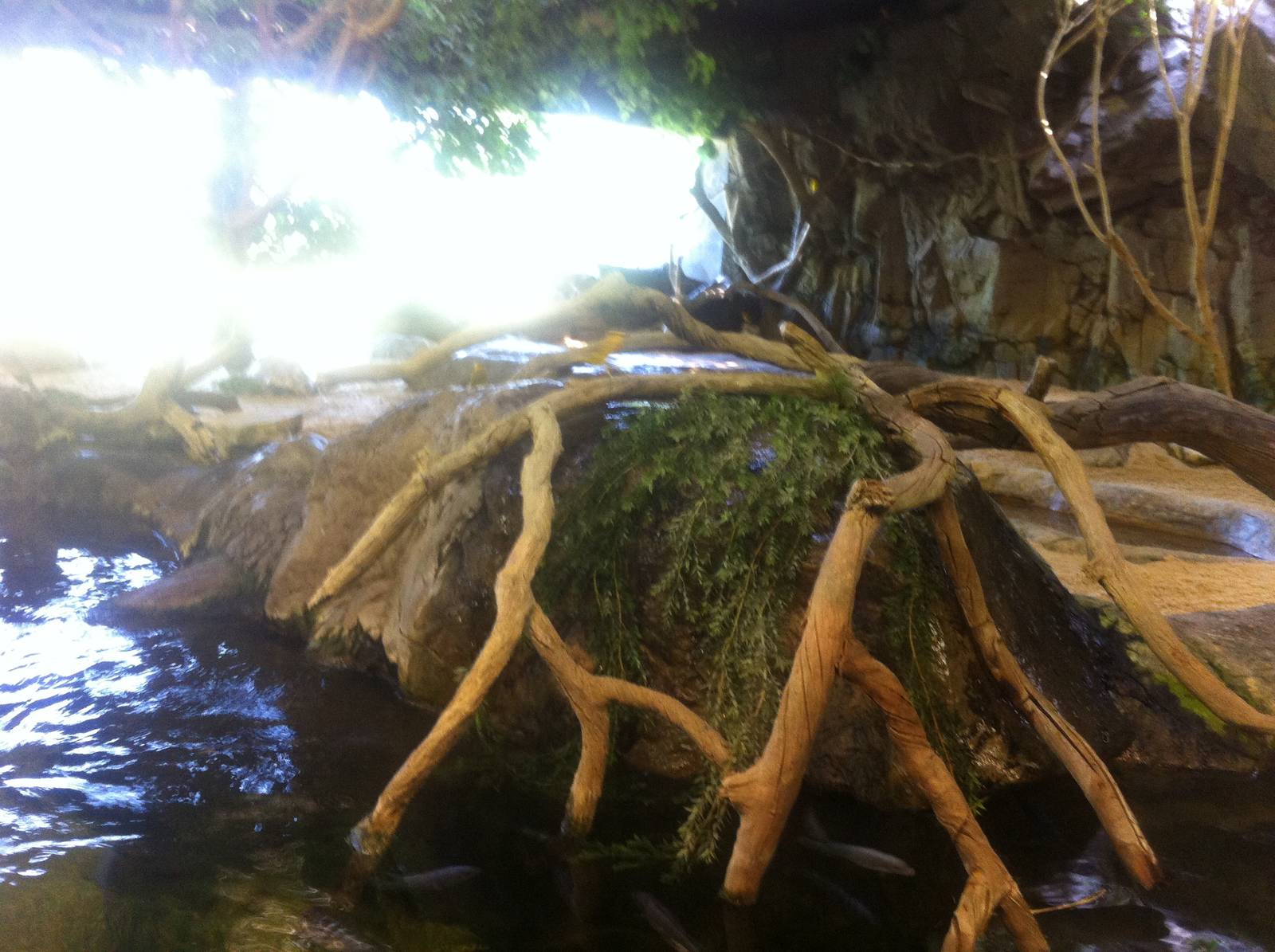 Mixed African species exhibit at Caldwell