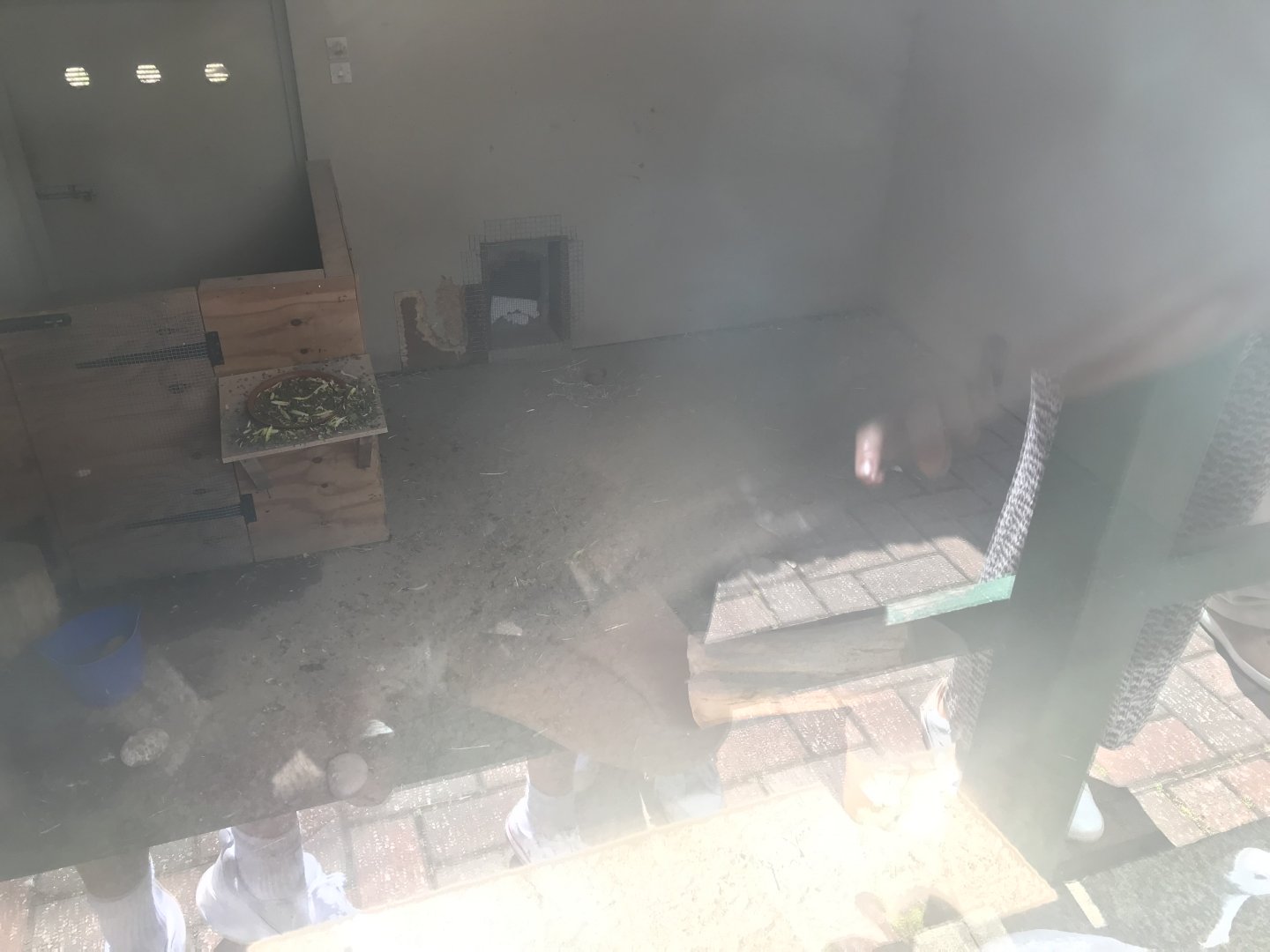 Mixed african species indoors (2)