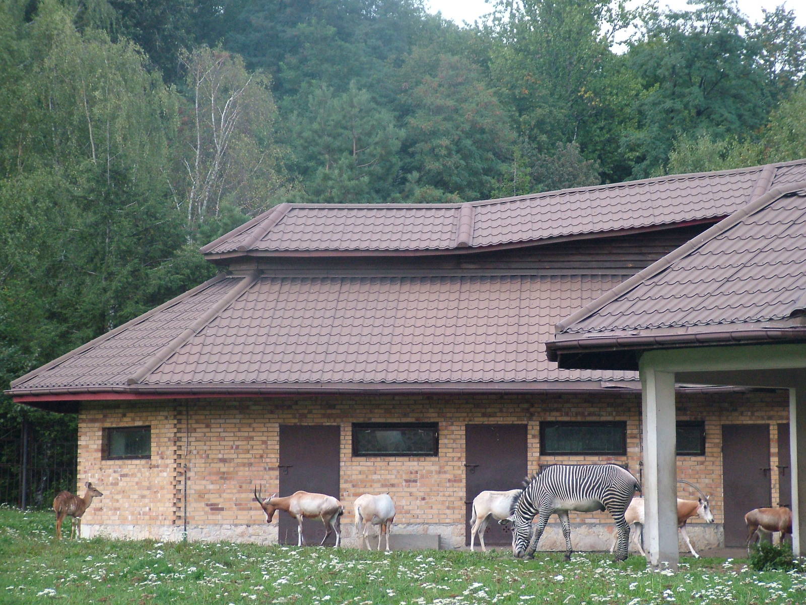 Mixed African ungulates at Katowice Zoo Sept 2008