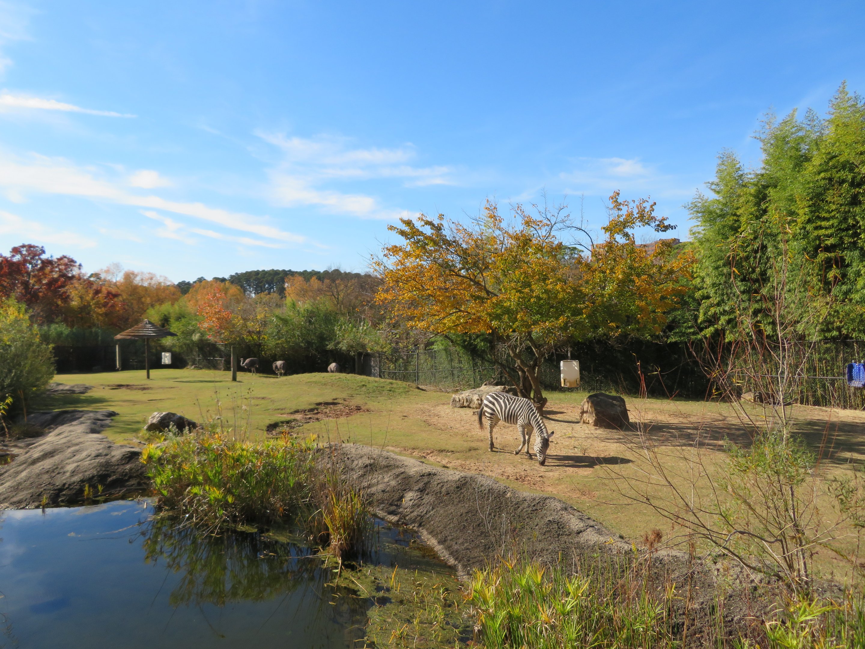Mixed African Yard (3 spp)