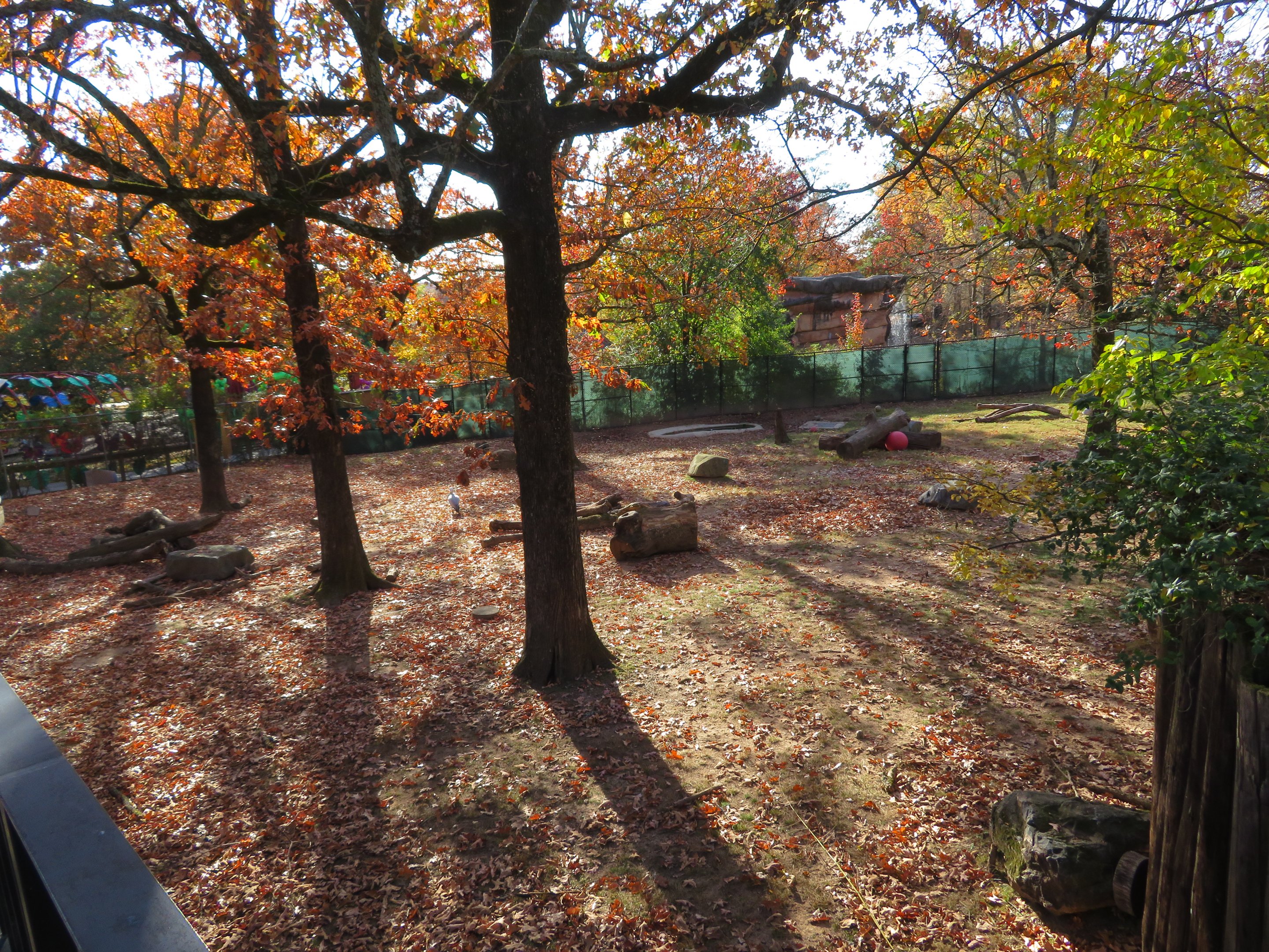 Mixed African Yard (3 spp)