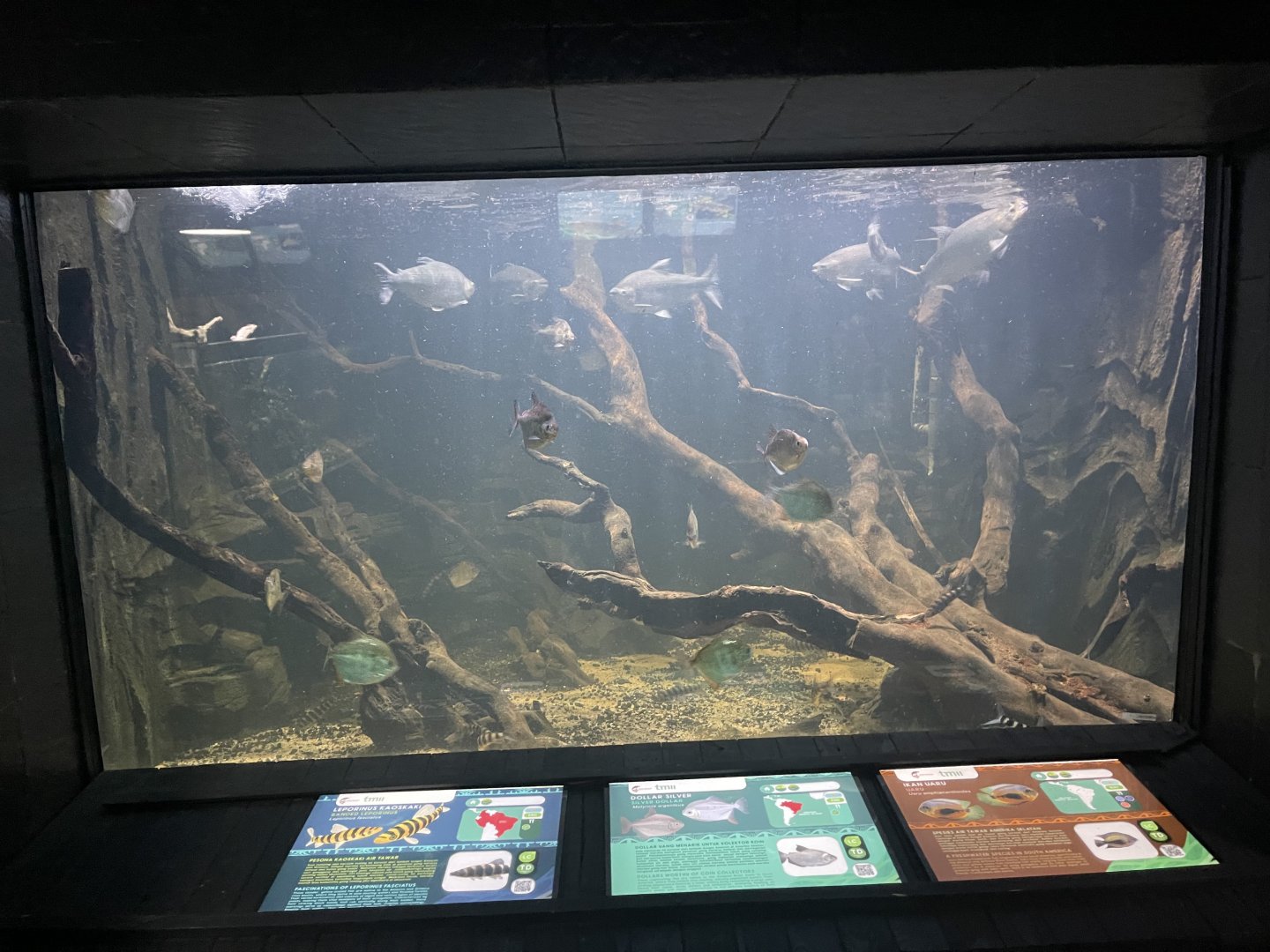 mixed amazonian fishes tank - dunia air tawar