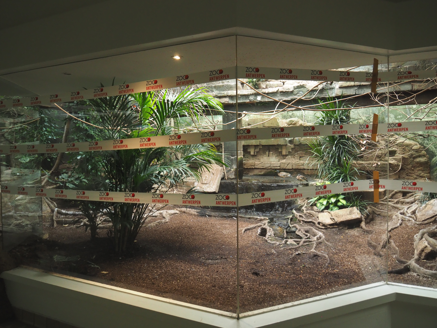 Mixed American indoor aviary, 2020-09-20