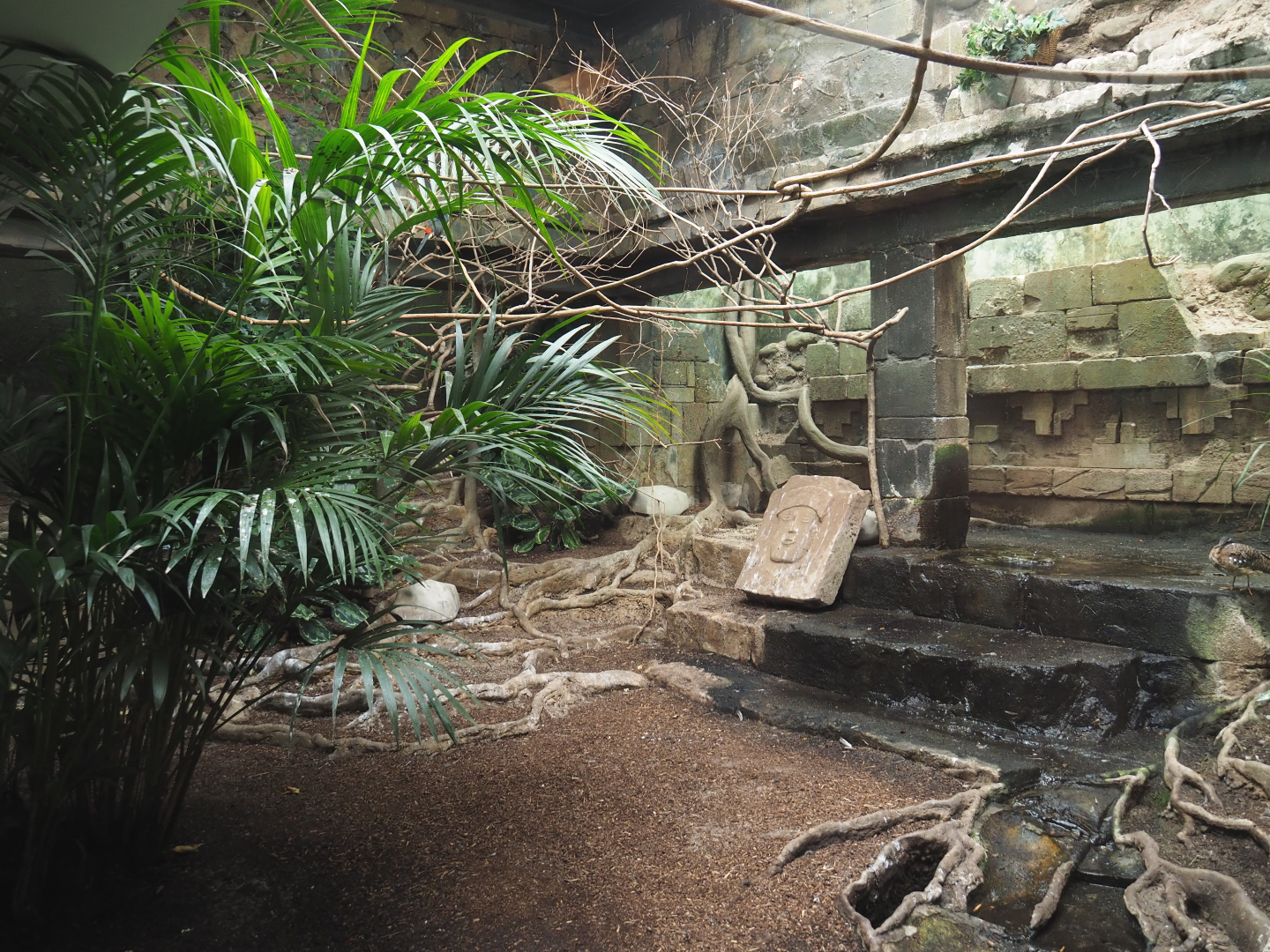 Mixed American indoor aviary, 2020-09-20