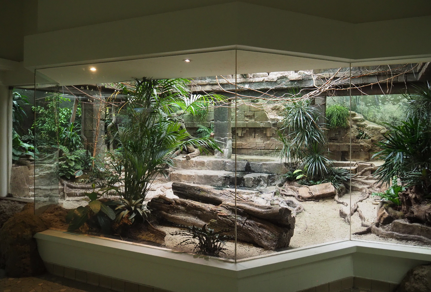 Mixed American indoor aviary, 2021-06-12