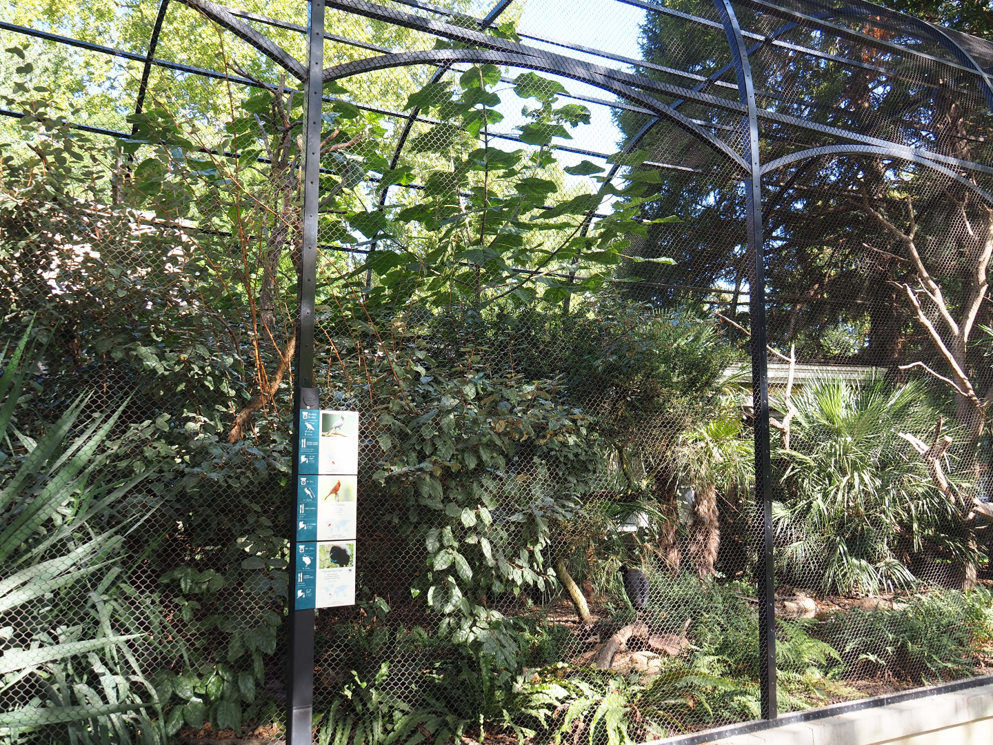 Mixed American outdoor aviary, 2020-09-20