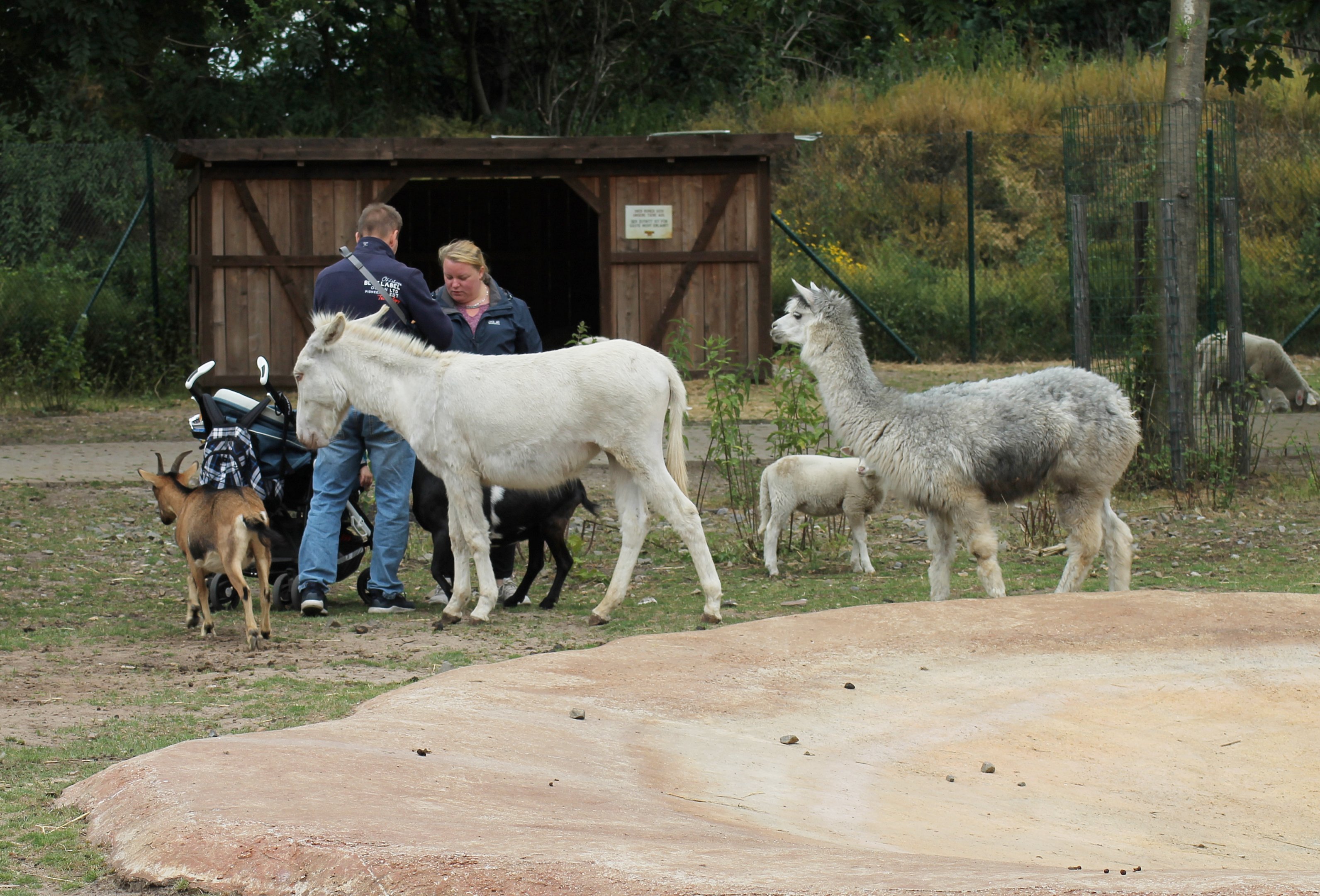 Mixed animals | Petting Zoo