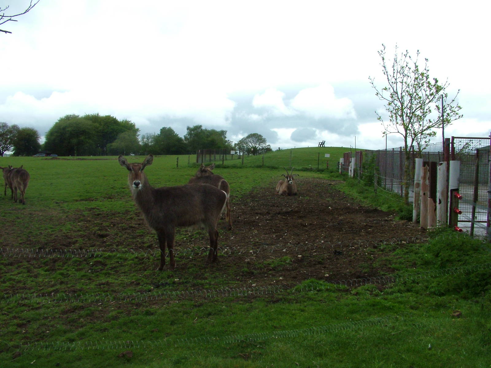 Mixed Antelope at Whipsnade 08/05/10