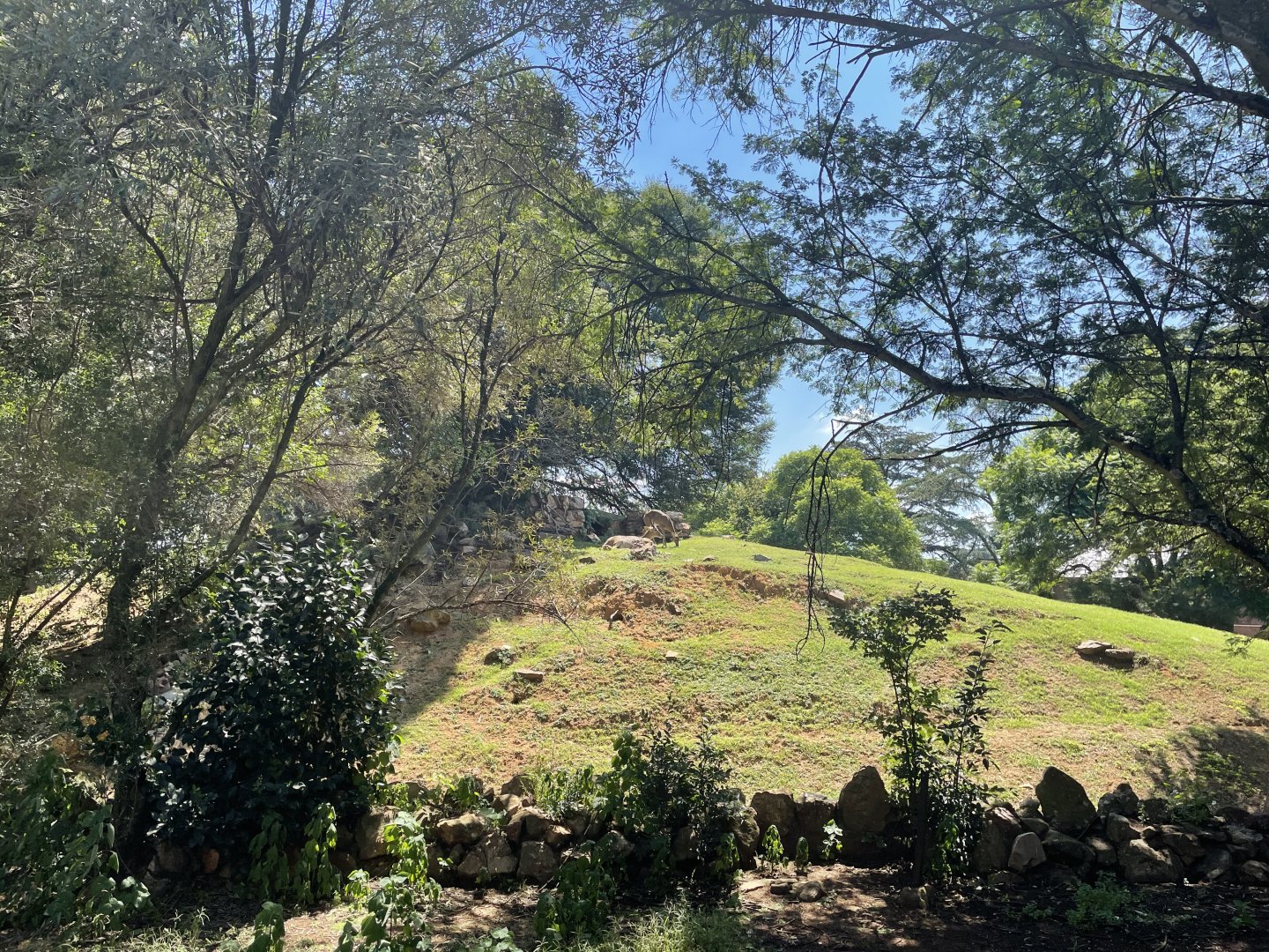Mixed Antelope Exhibit (Reedbuck)