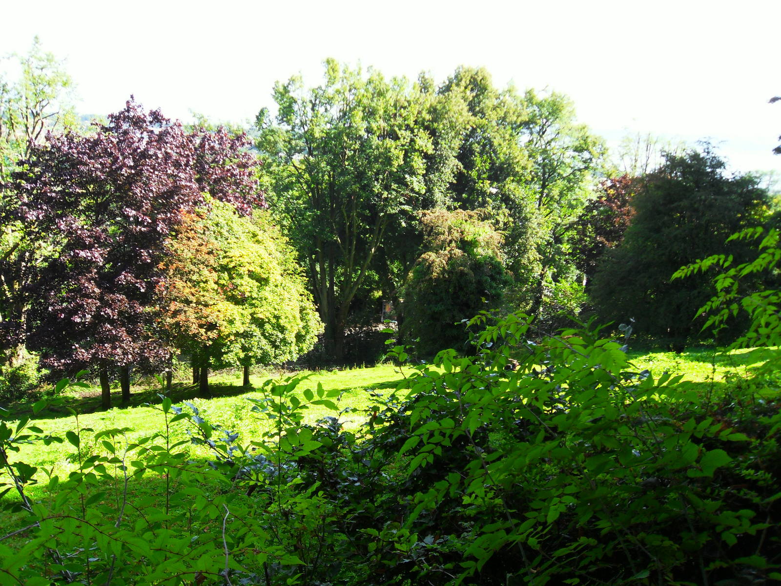 Mixed Antelope Paddock