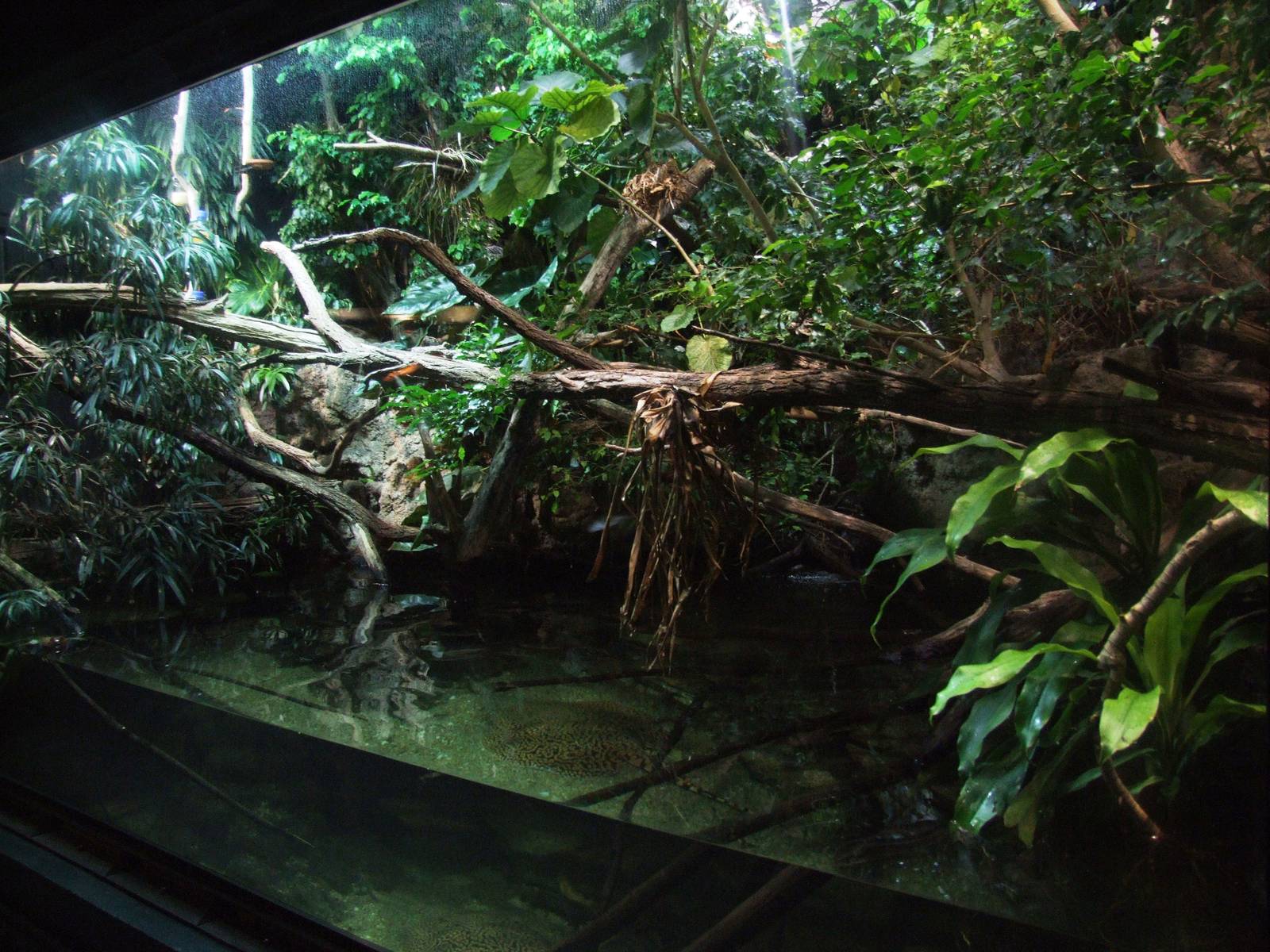 Mixed Aqua-terrarium at Vienna, 14/06/13