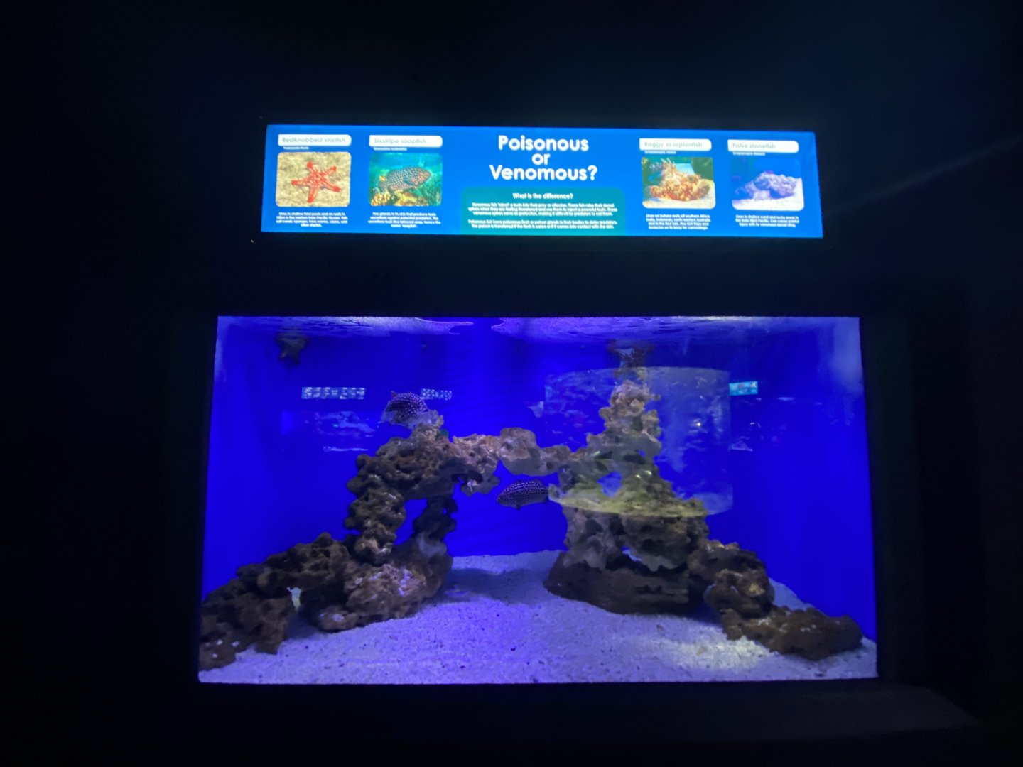 Mixed aquarium 3