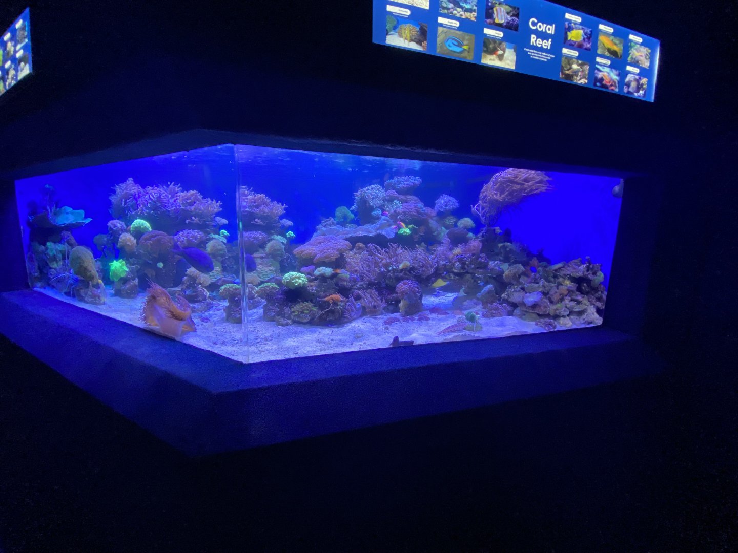 Mixed aquarium 4