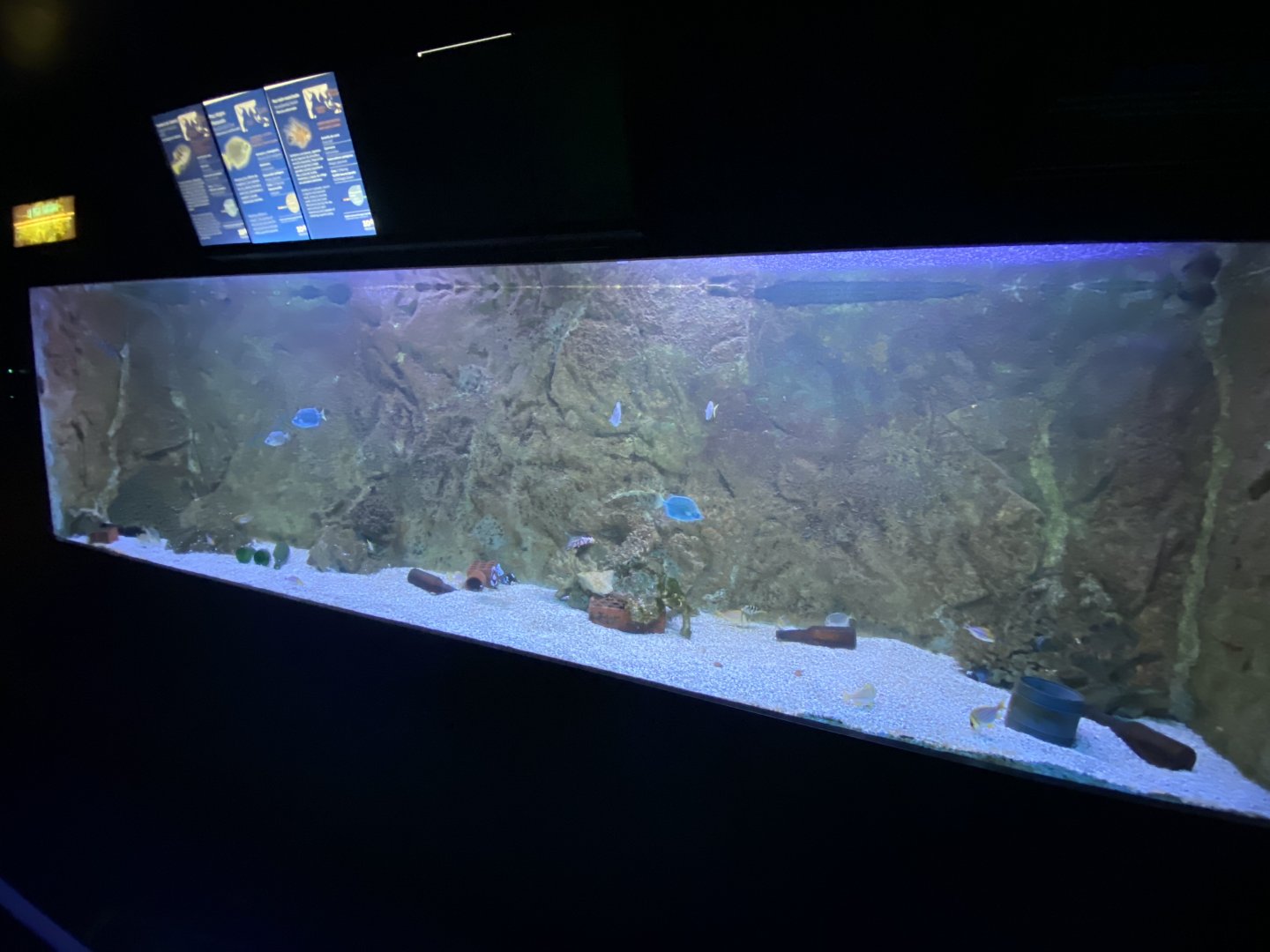Mixed aquarium 6