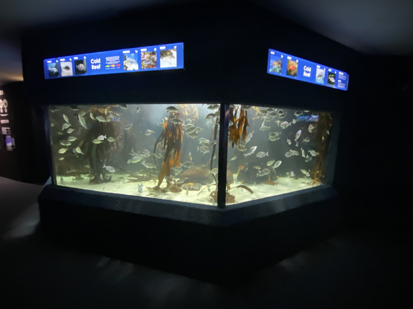 Mixed aquarium 8