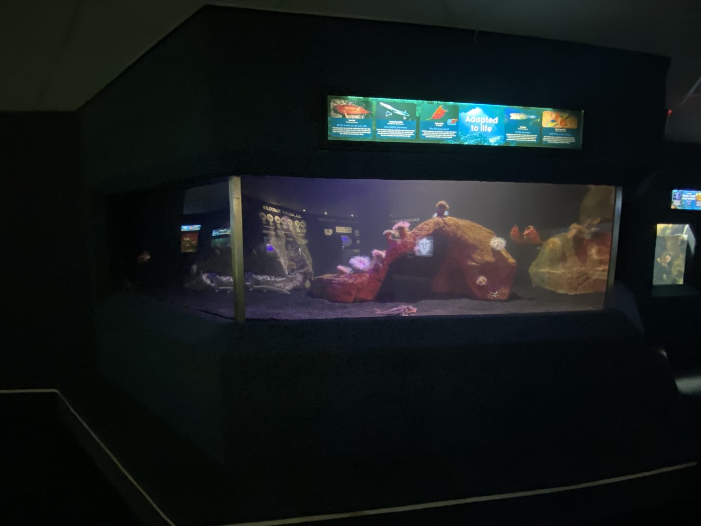 Mixed aquarium 9