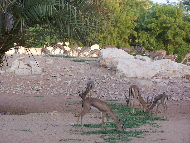 Mixed Arabian Antelope Exhibit