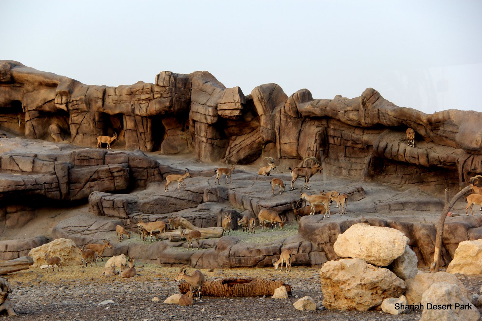 Mixed Arabian ungulate exhibit 2018