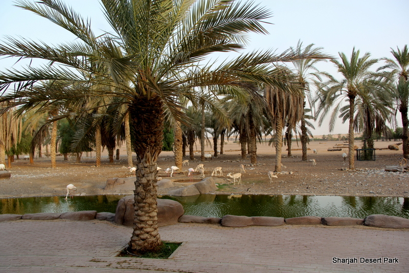 Mixed Arabian Ungulate Exhibit Sept 2018