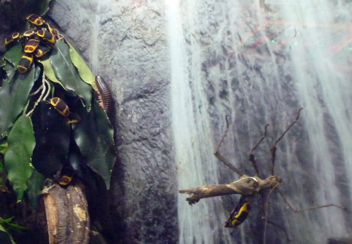 Mixed arthropod exhibit