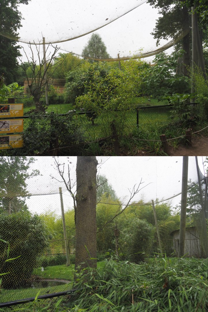 Mixed Asian aviary, 2020-07-14