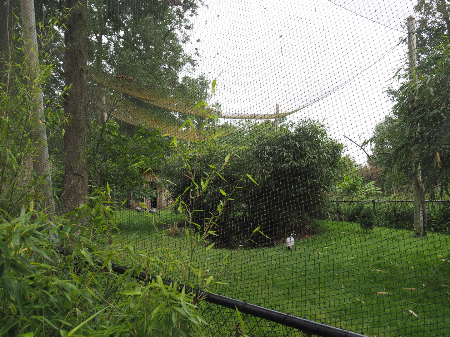 Mixed Asian aviary, 2020-07-14
